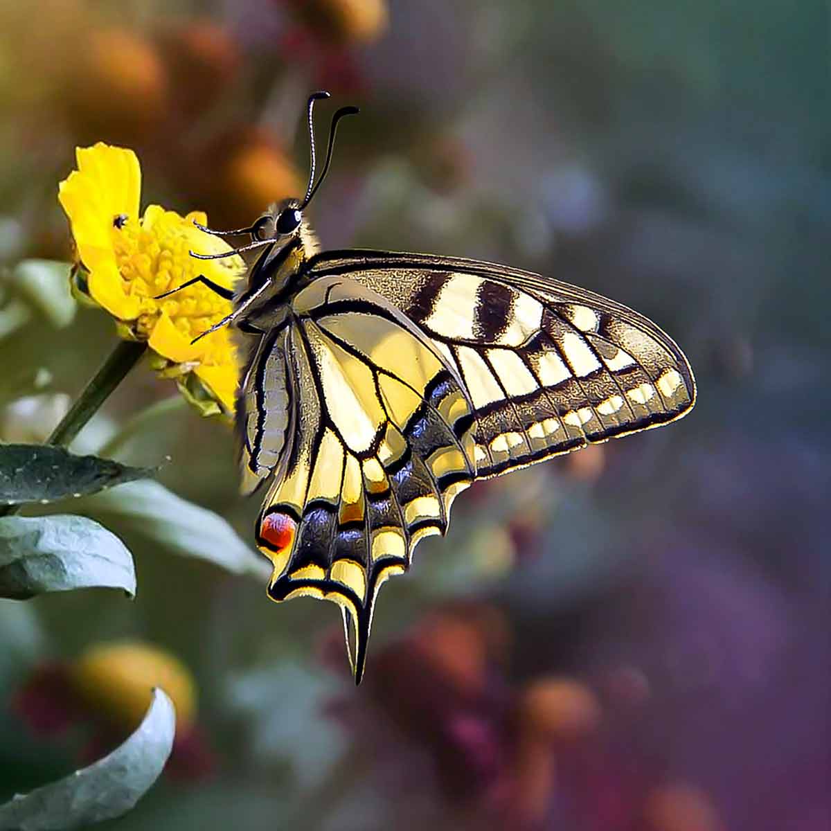 body-process-zuiverwelzijn